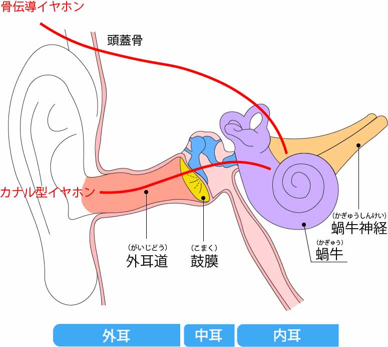 骨伝導のルートと聴覚器官の説明図